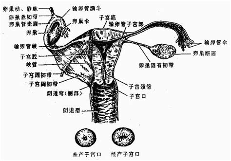 女人花心位置|女性的5个生理高潮触发点，体验CGUAB